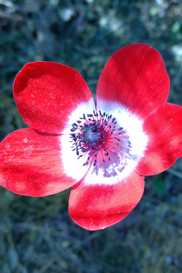 Красный цветок анемоны крупным планом