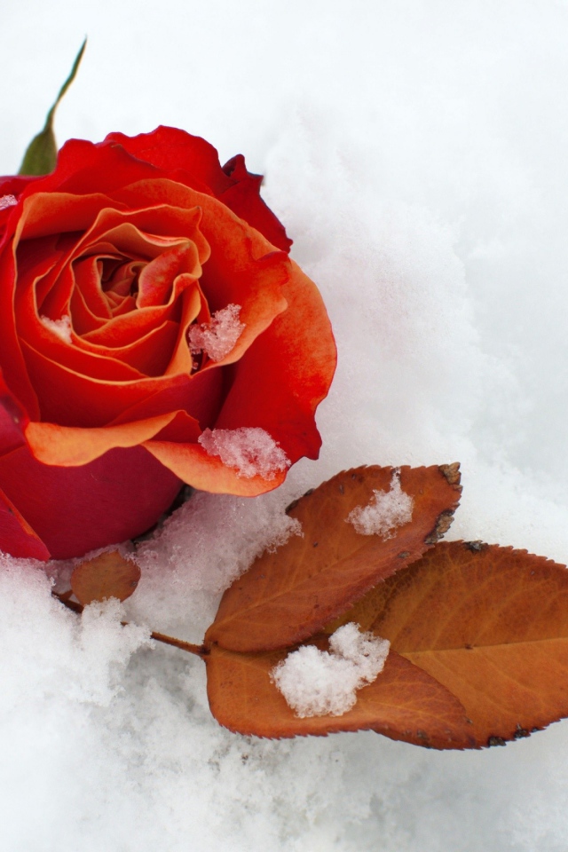 Красная роза с сухим листом на белом снегу