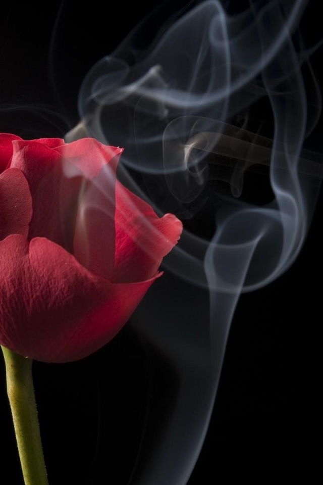 Красная роза с белым дымом на черном фоне крупным планом