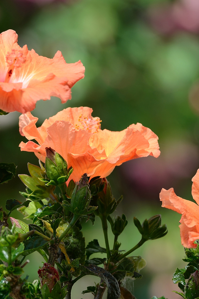 Три красивых оранжевых цветка гибискуса
