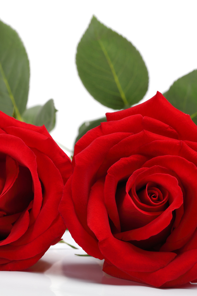 Two delicate red roses on a white background 