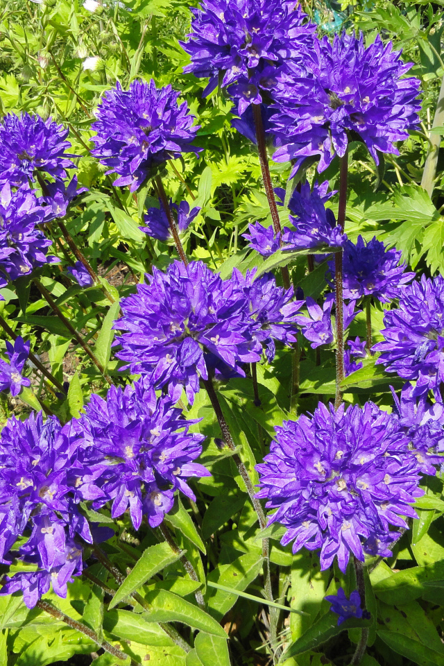 Фиолетовые садовые цветы колокольчики 