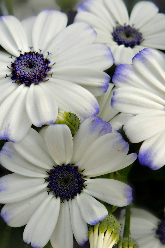 Белые цветы Цинерария с фиолетовой серединкой