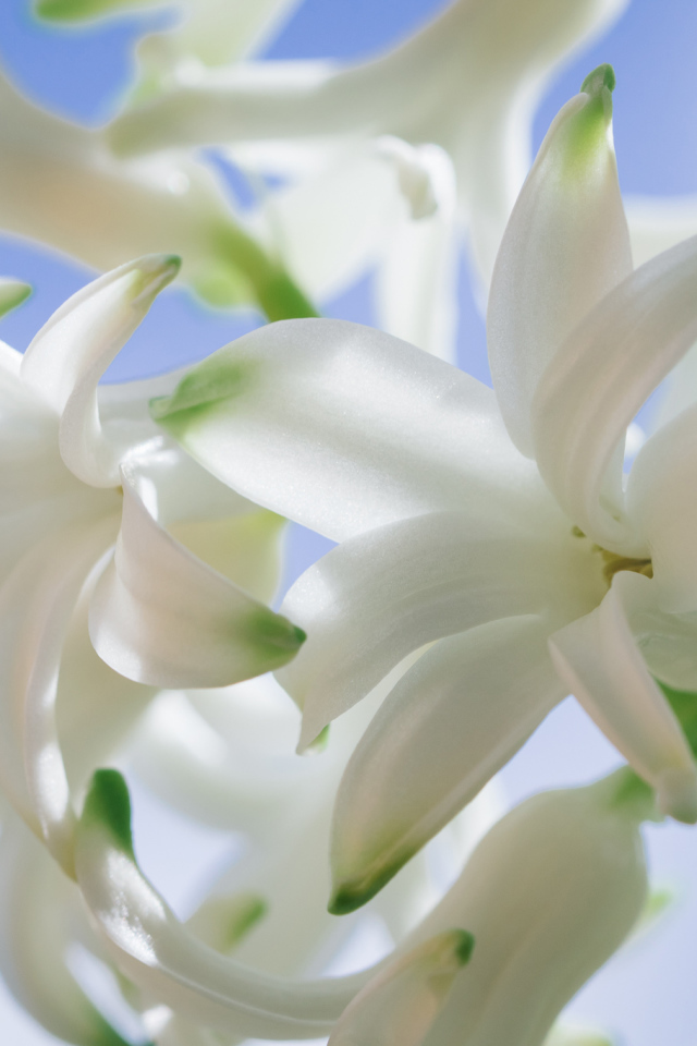 Белые цветы гиацинта крупным планом 