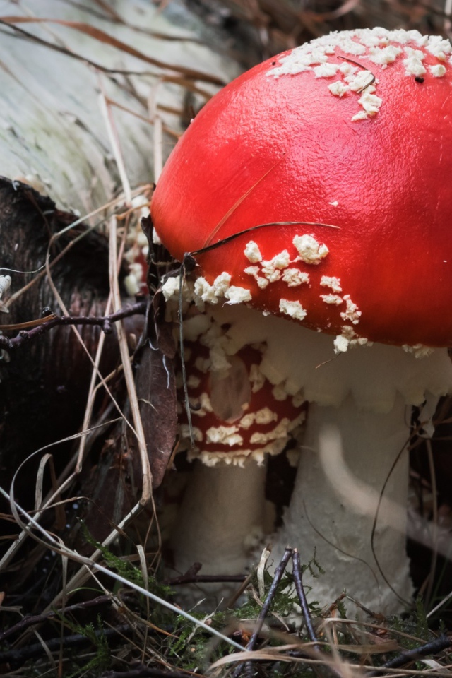 Красивый гриб мухомор с красной шляпкой у сухой березы