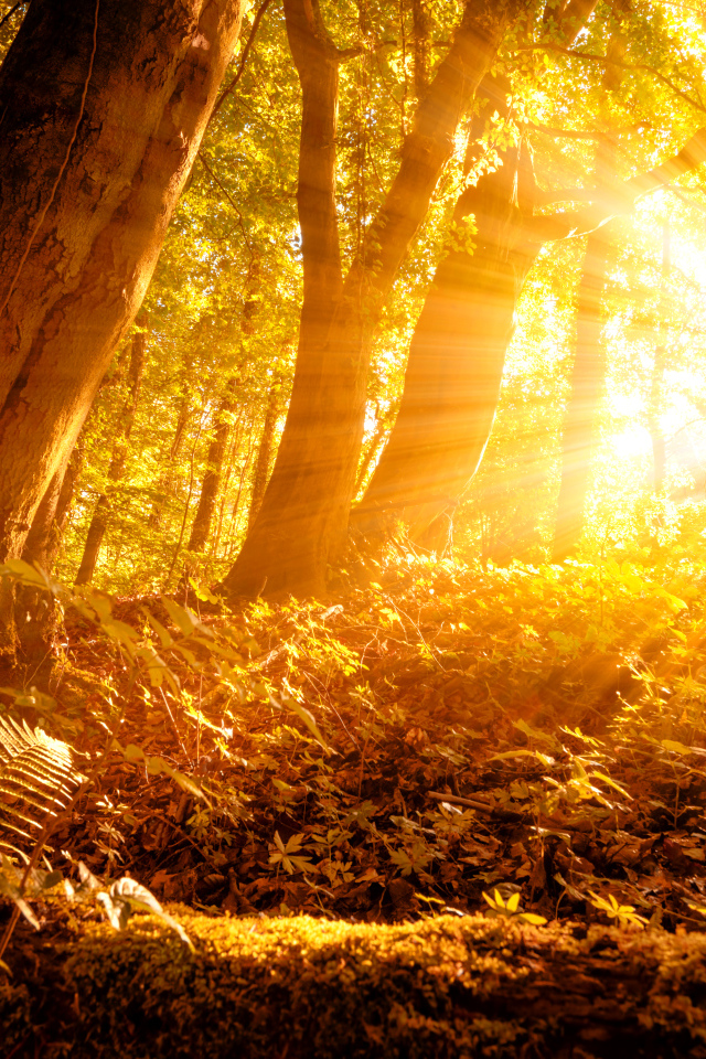 Красивый лес в лучах яркого осеннего солнца