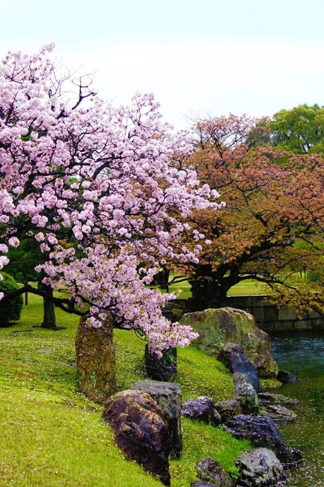 Большое цветущее весеннее дерево у водоема  