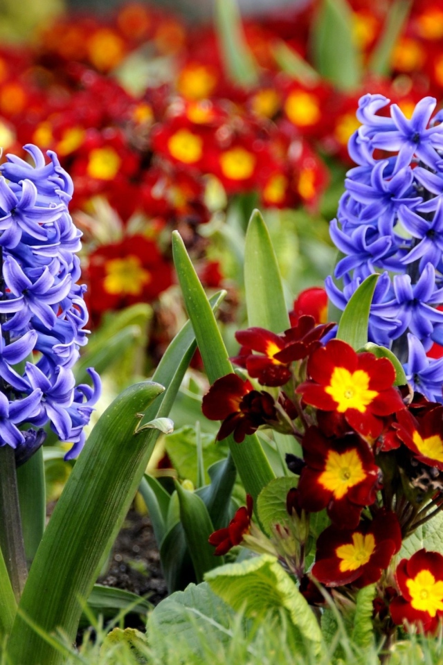 Синие весенние цветы гиацинты и примула на клумбе 