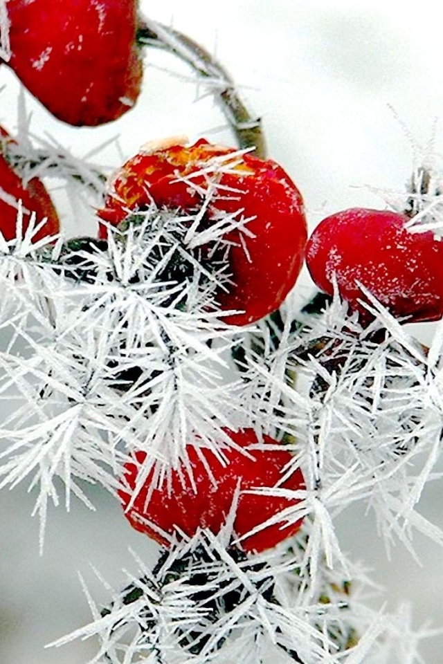Red rosehip berries covered with prickly rime
