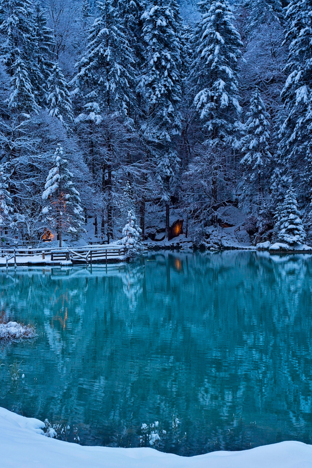 Заснеженные ели на берегу озера зимой, Швейцария