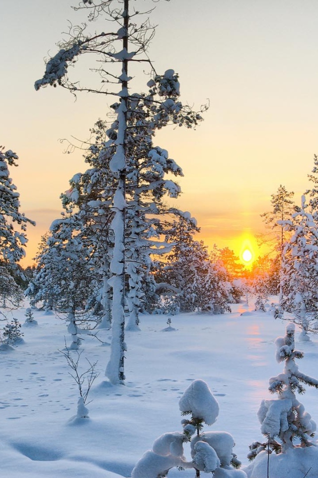 Зимний рассвет над заснеженными елями 