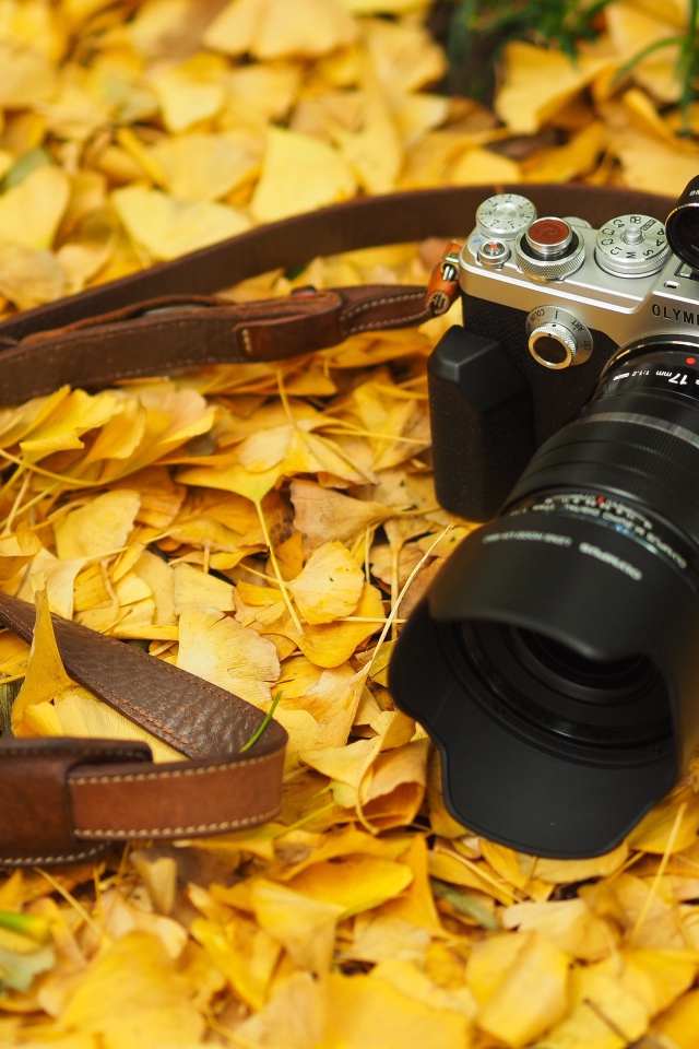 Фотоаппарат Olympus Pen-F лежит на желтой осенней листве