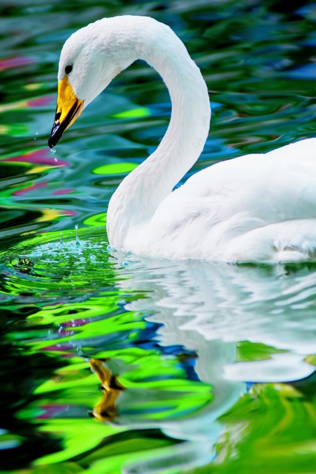 Большой красивый белый лебедь в воде