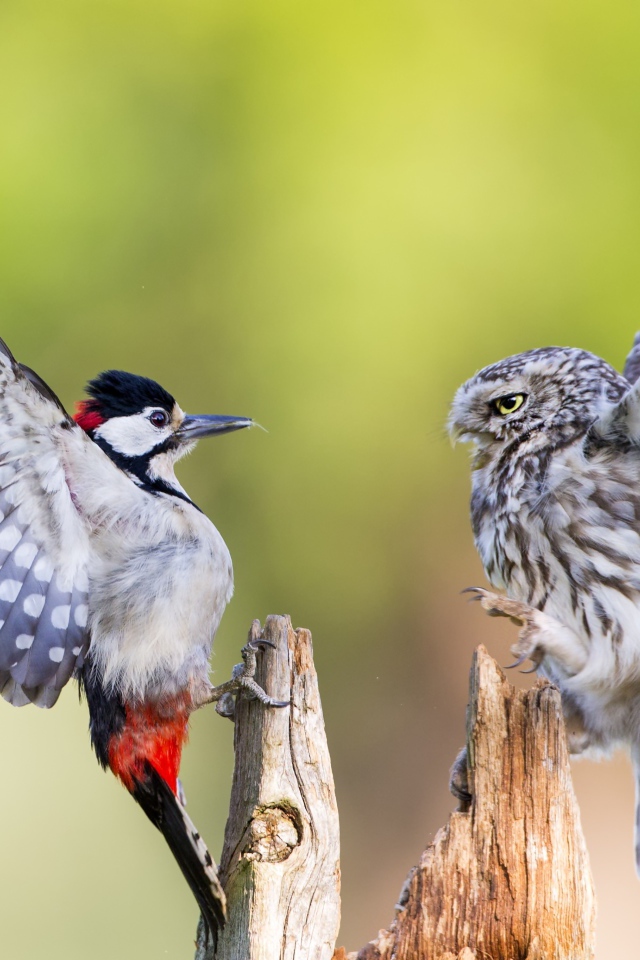 Quarrel of an owl and woodpecker on a dry tree