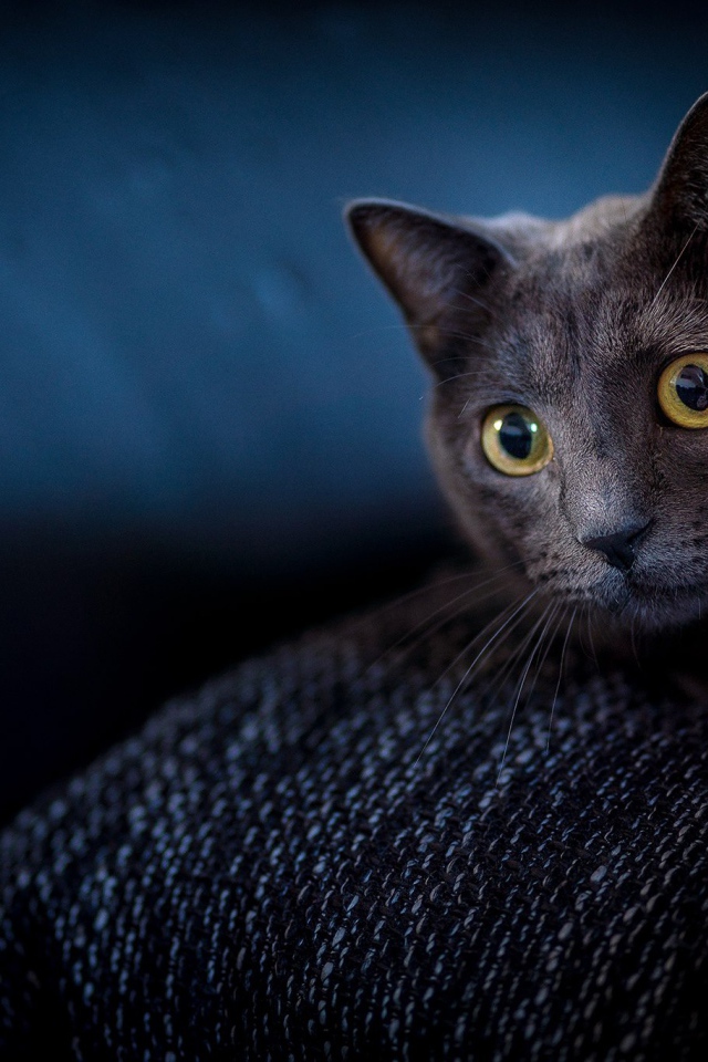 Испуганный кот с желтыми глазами прячется на диване