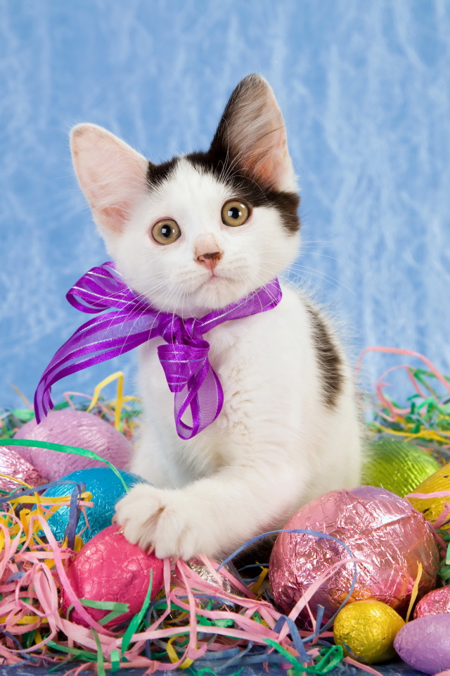 Маленький забавный котенок с бантом сидит на шоколадных пасхальных яйцах