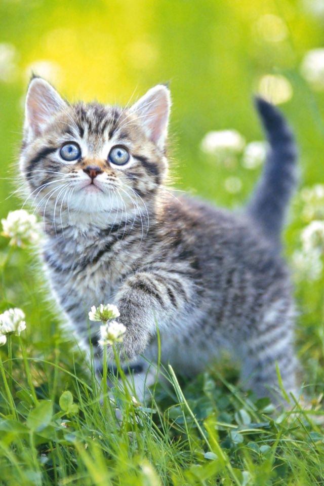 Маленький серый котенок гуляет по зеленой траве