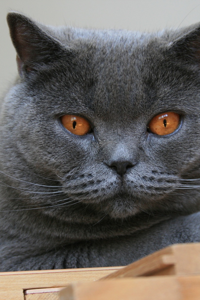 Красивый британский кот с желтыми глазами