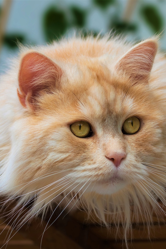 Красивый пушистый рыжий кот