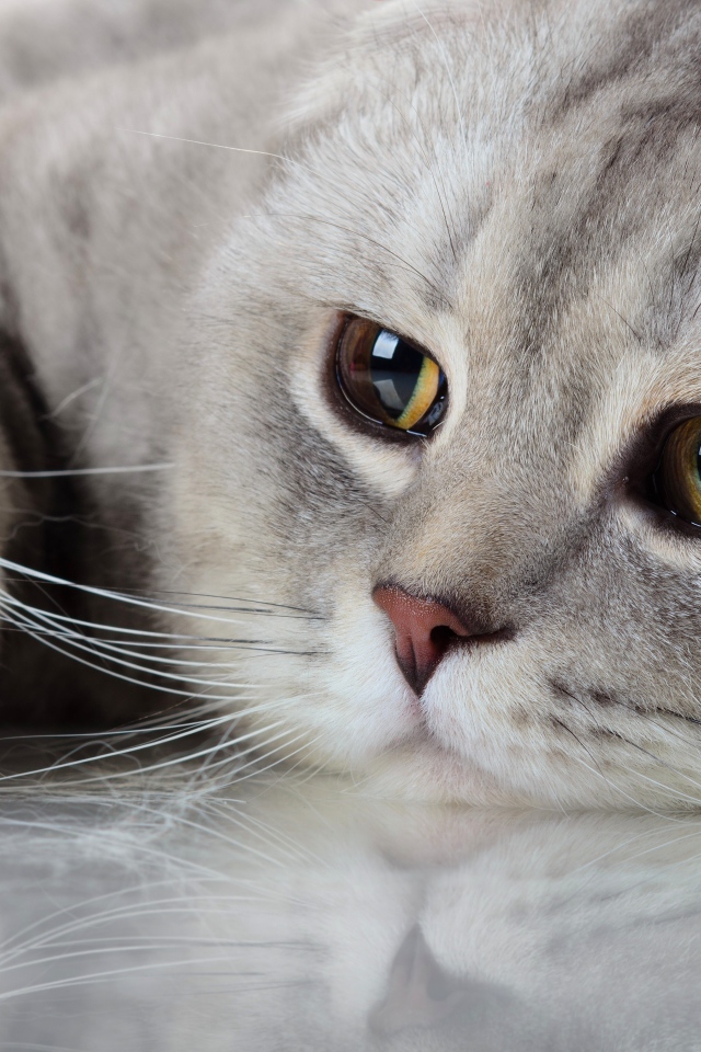 Красивый породистый кот с грустными глазами