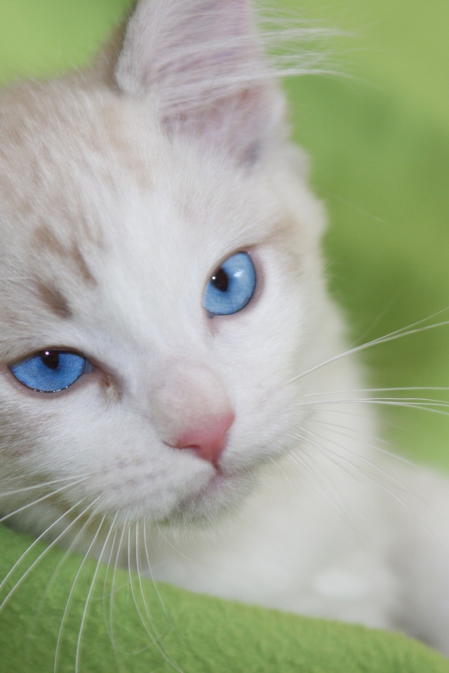 Красивый взгляд голубоглазой кошки