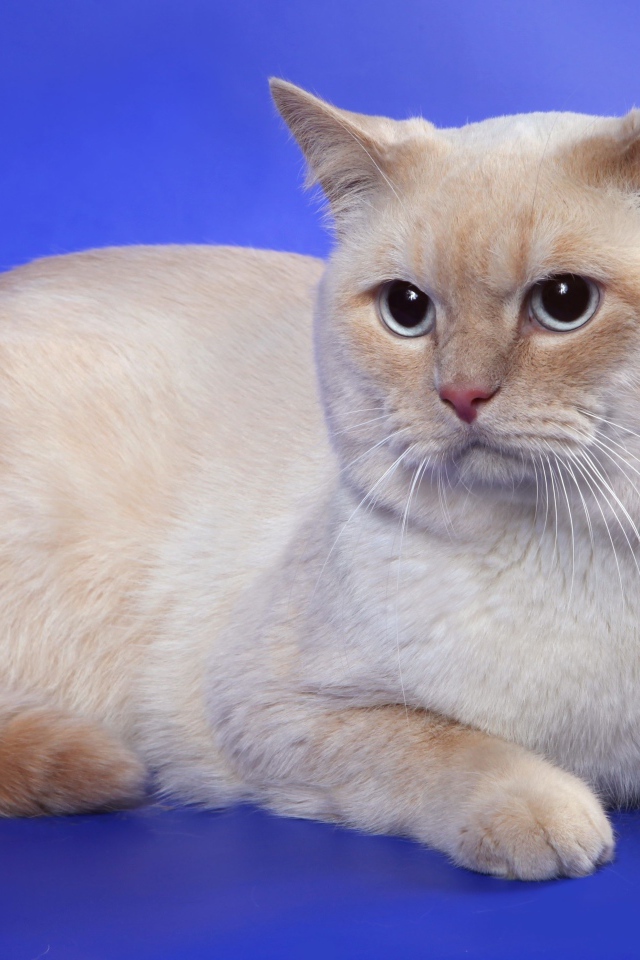 Британская кошка кремовый-пойнт окрас