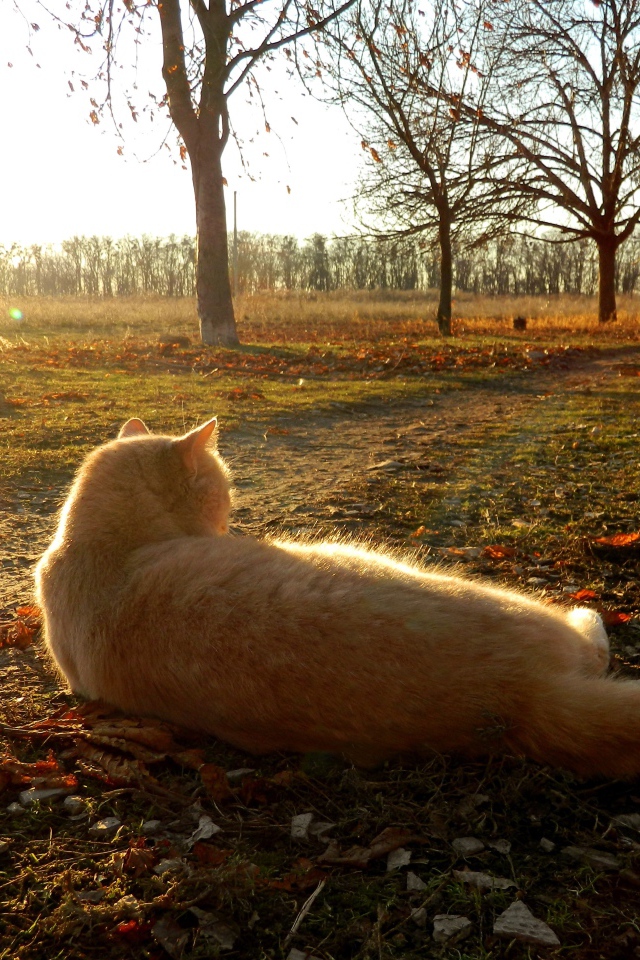 Red cat lying on the ground in the rays of the autumn sun