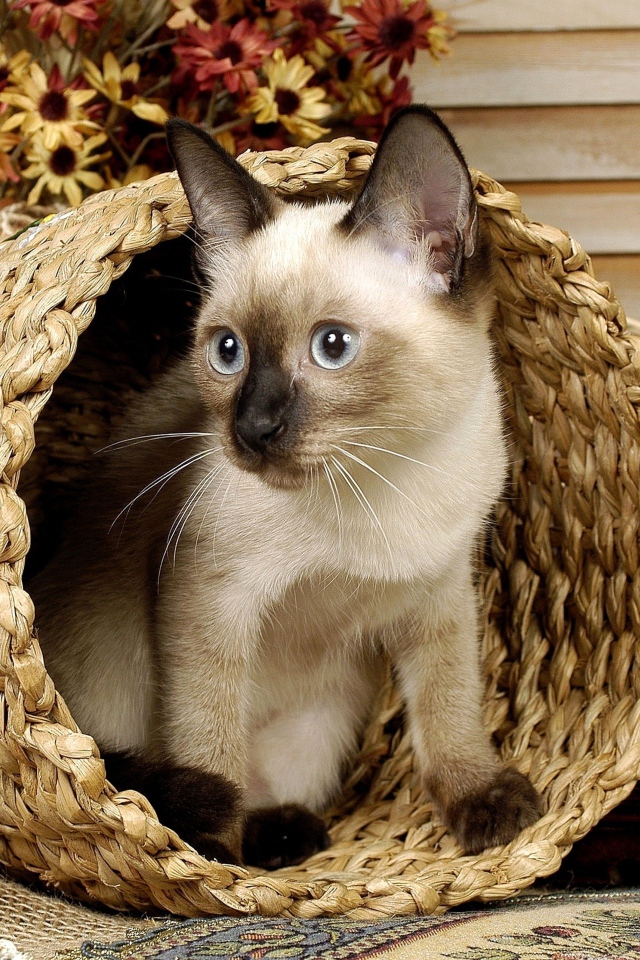 Сиамский голубоглазый кот сидит в корзине