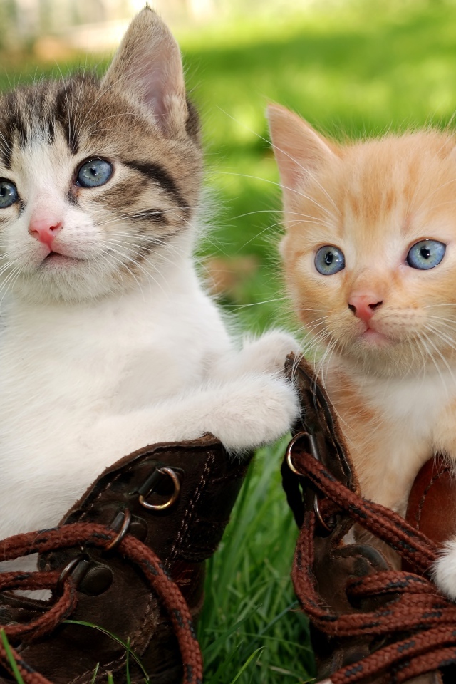 Два маленьких милых котенка сидят в ботинках