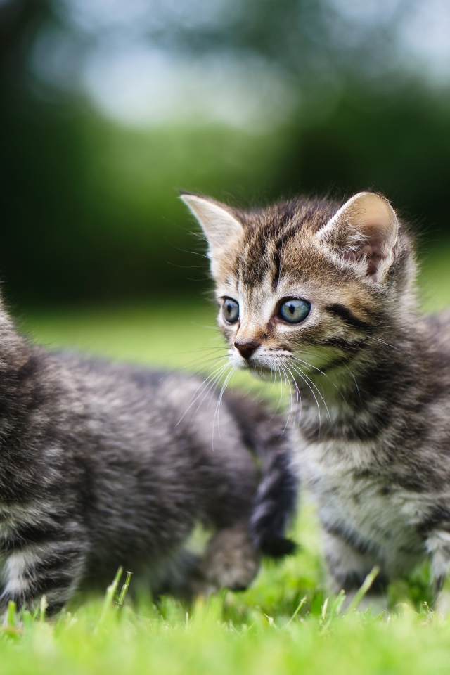 Два маленьких серых котенка в зеленой траве
