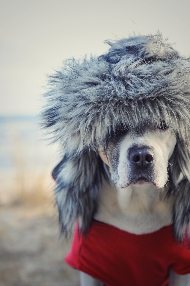 Охотничья собака в теплой шапке 
