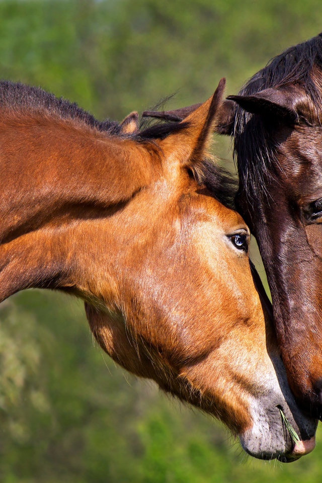 Влюбленная пара коричневых лошадей