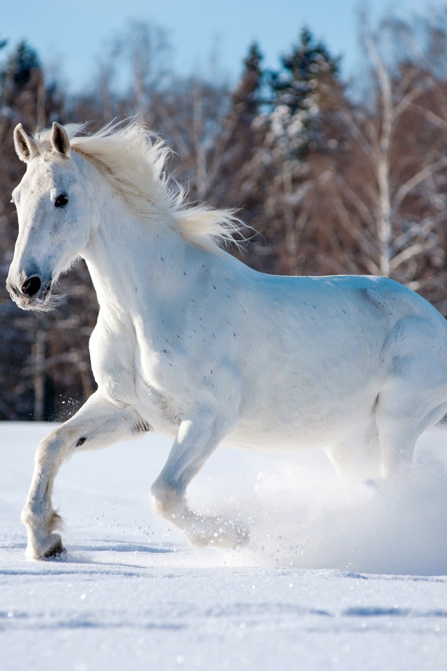Белый конь скачет по заснеженному лесу