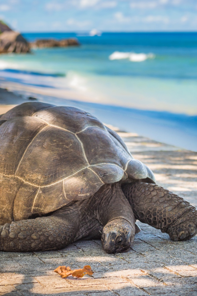 Giant tortoise on the shore