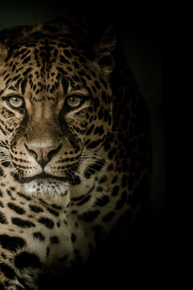 Взгляд пятнистого леопарда