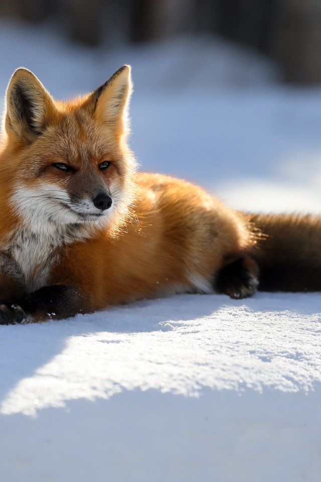 Хитрая рыжая лиса лежит на снегу