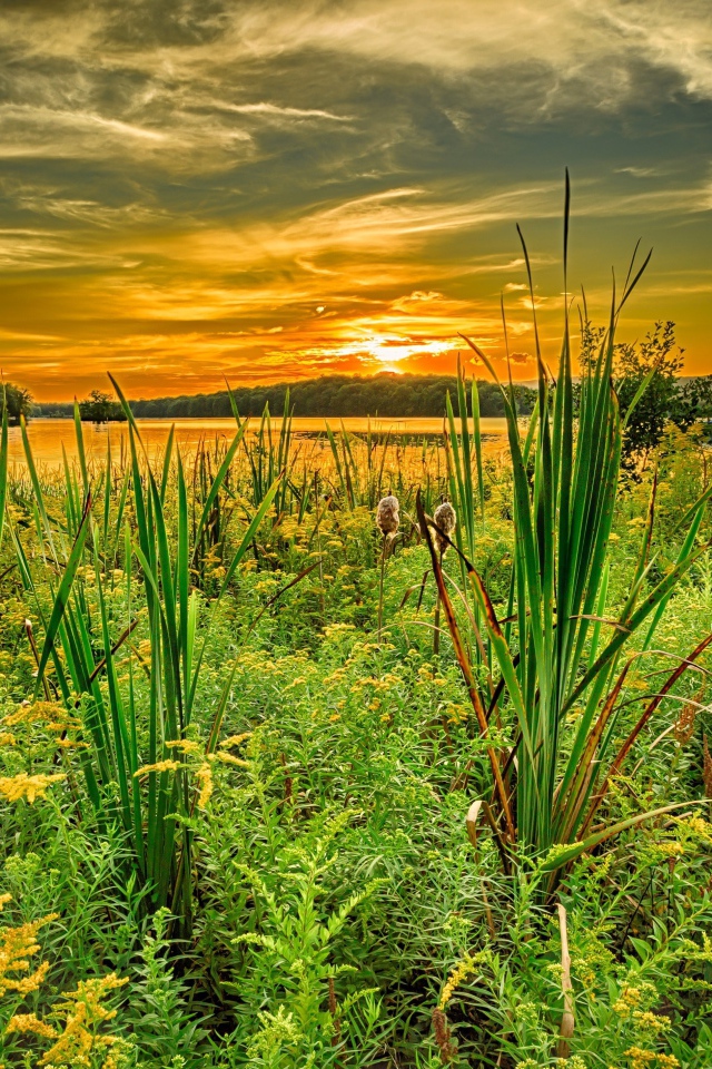 Трава на берегу озера под красивым небом на закате солнца