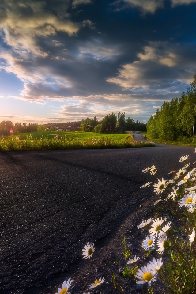 The rising sun in the beautiful sky illuminates the growing chamomile near the road