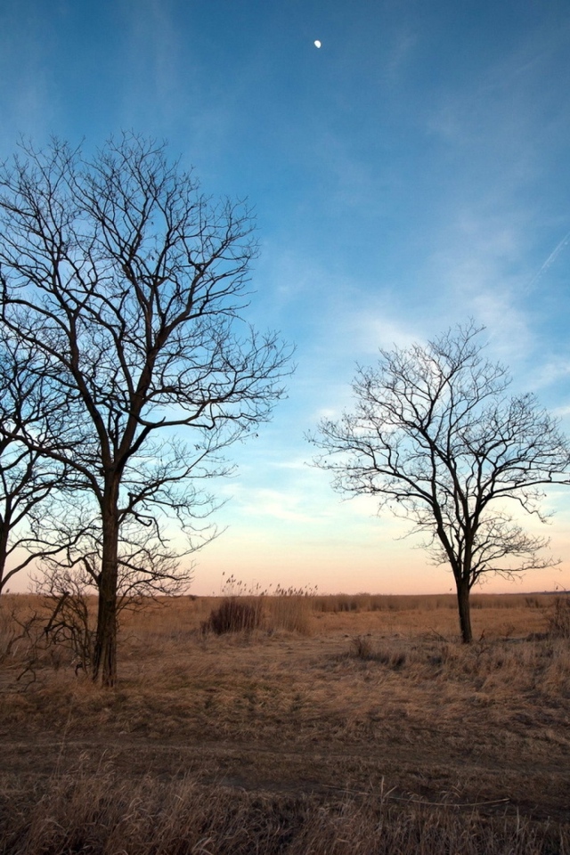 Деревья под голубым небом,  пейзаж