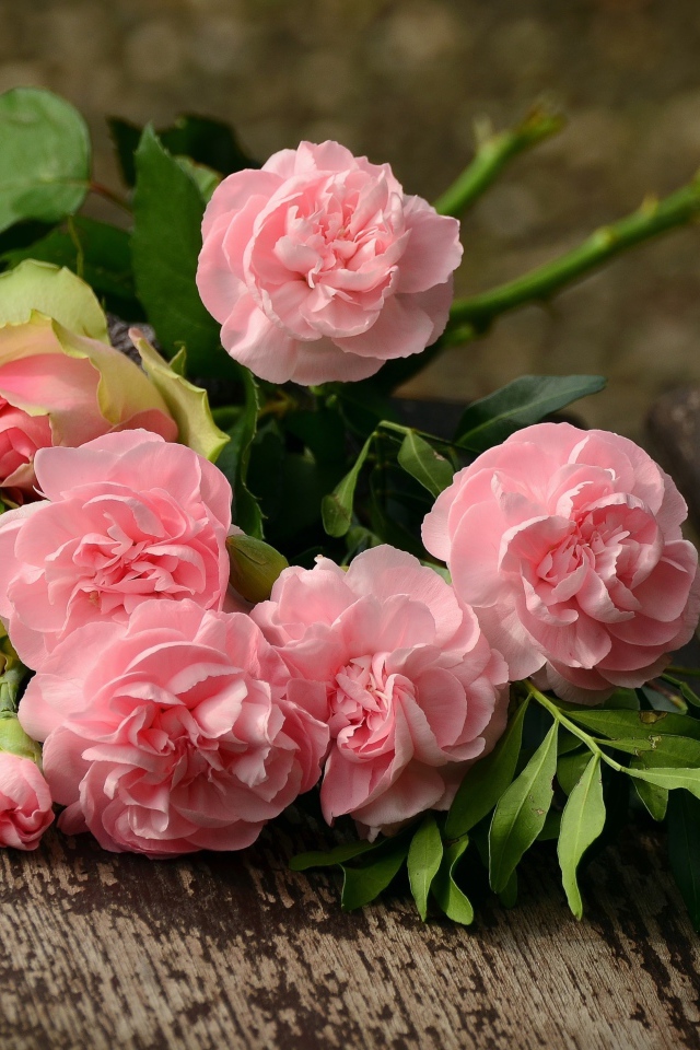 Букет красивых нежных розовых роз лежит на деревянной лавке