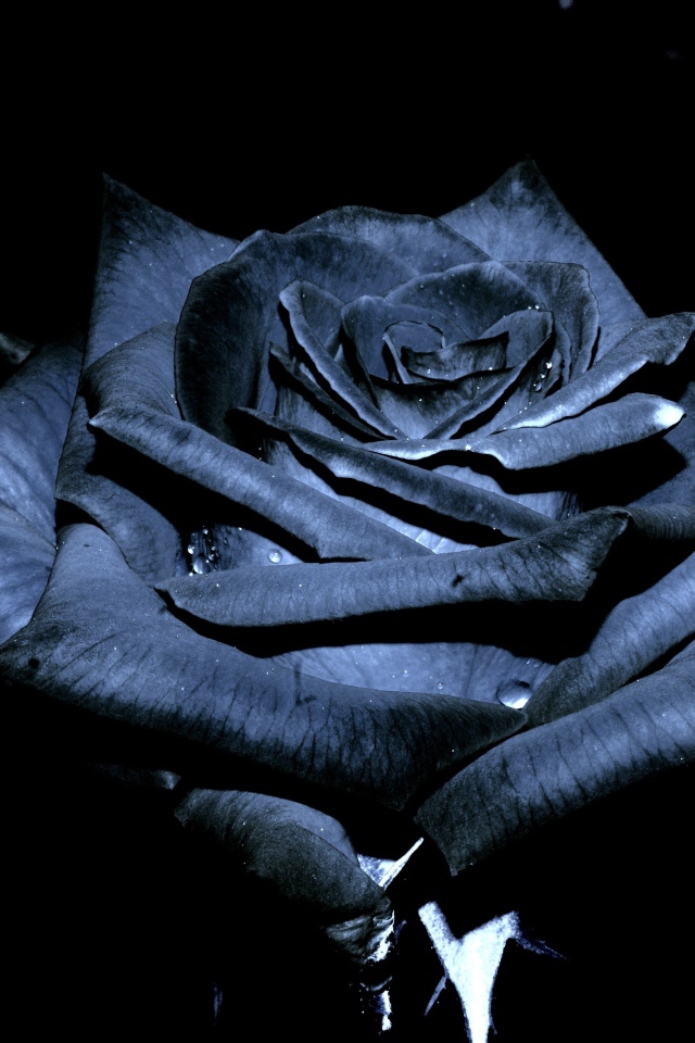 Красивая черная роза