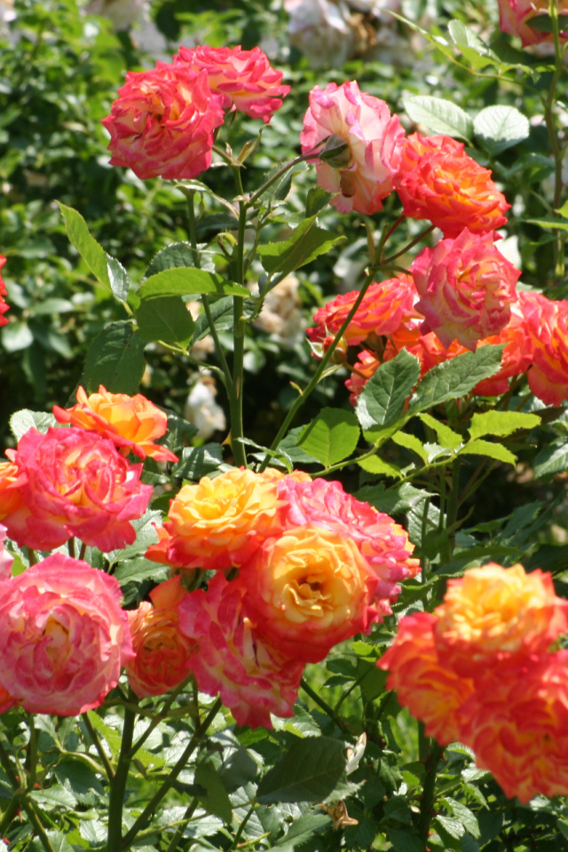 Красивые садовые розы на клумбе
