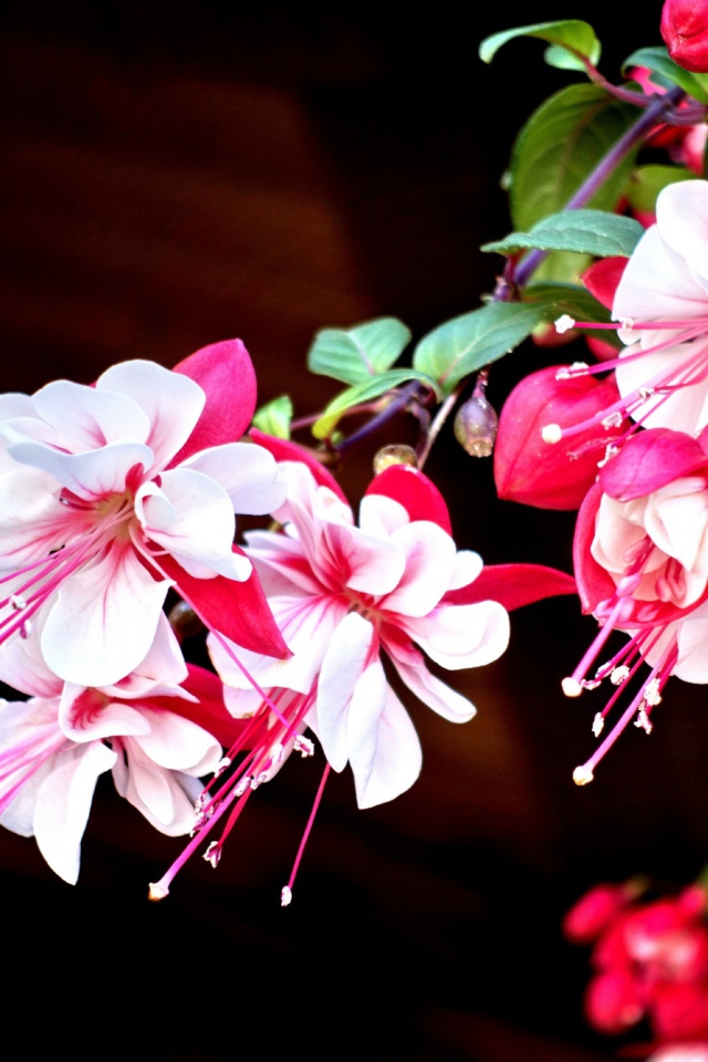 Красивые розово-белые цветы фуксия