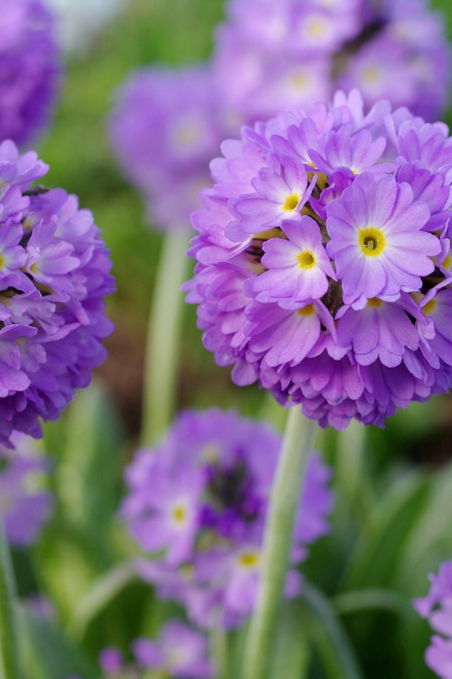 Красивые фиолетовые цветы первоцвет мелкозубчатый