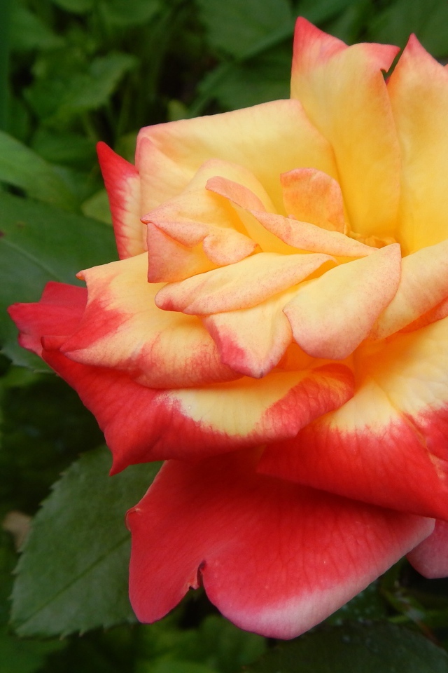 Красивая красно-желтая роза на клумбе крупным планом