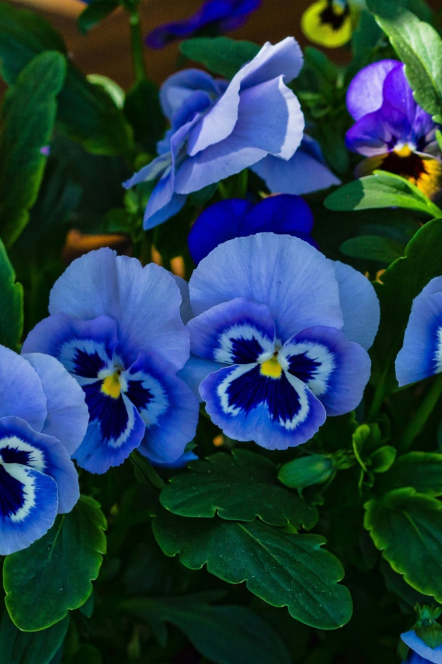 Голубые красивые цветы анютины глазки