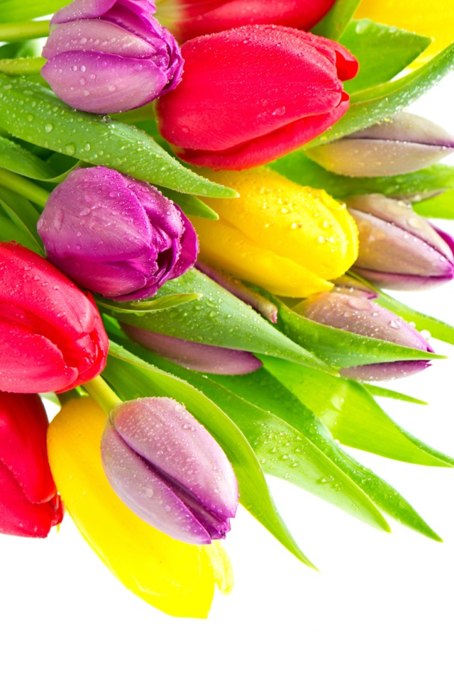Букет красивых разноцветных тюльпанов на белом фоне