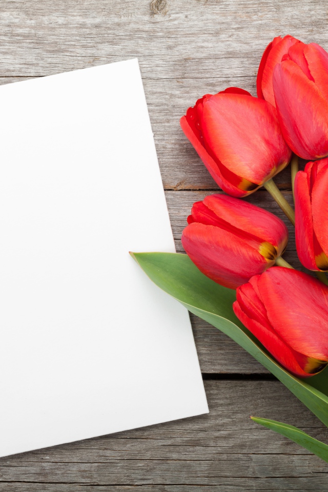 Букет красных тюльпанов с белым листом, шаблон для открытки