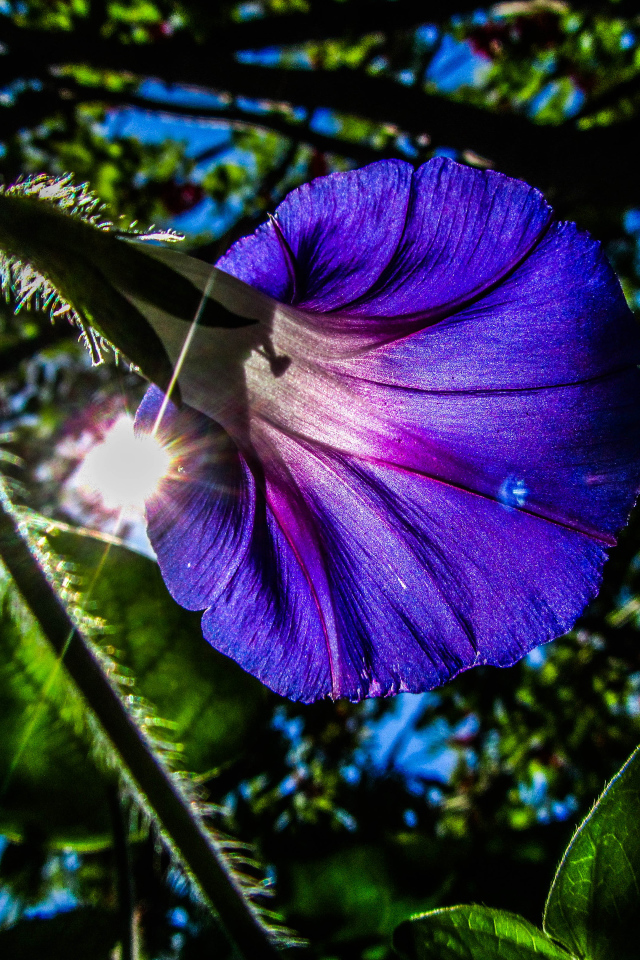 Фиолетовый цветок ипомея в лучах солнца