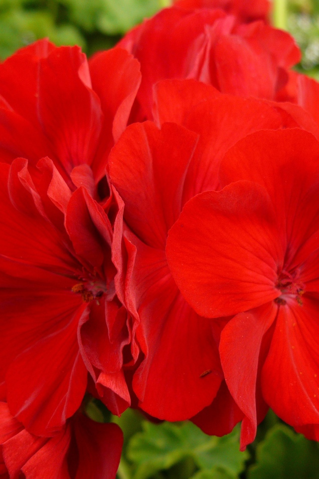 Red beautiful geranium flowers close-up